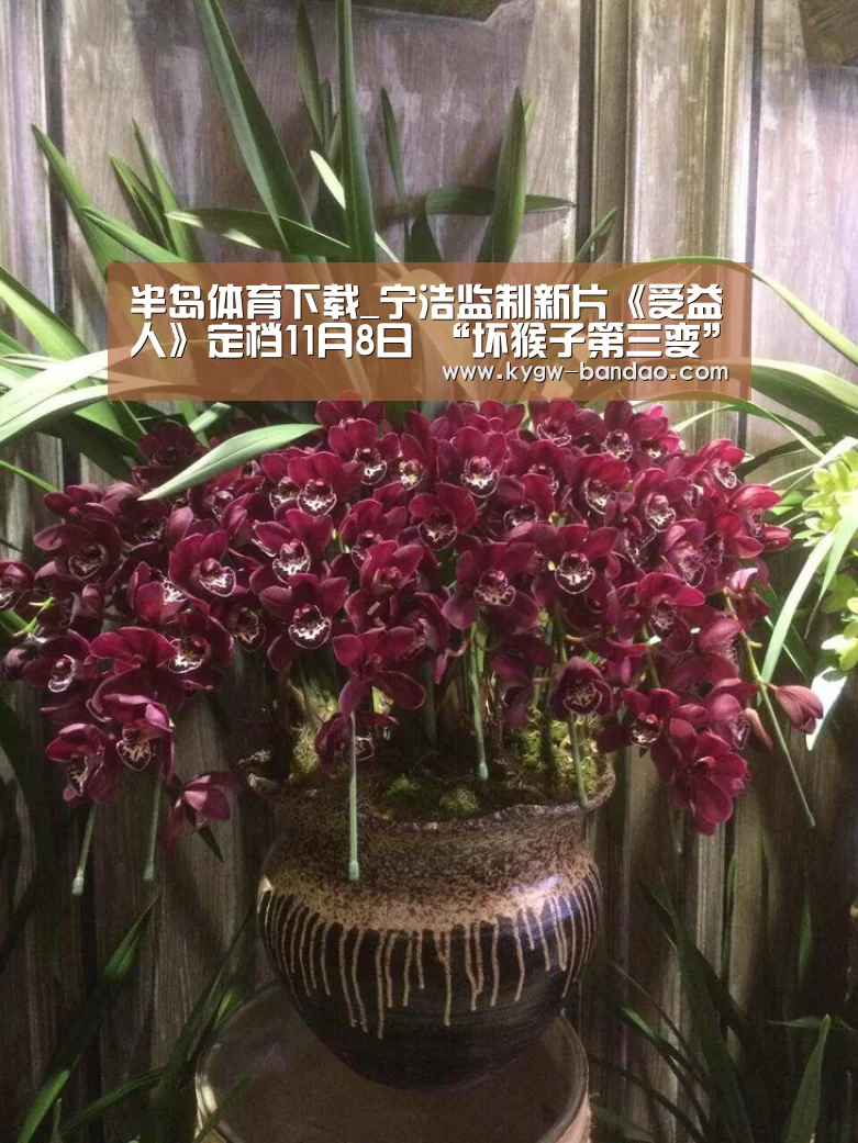 半岛体育下载_宁浩监制新片《受益人》定档11月8日 “坏猴子第三变”再添现实主义题材力作