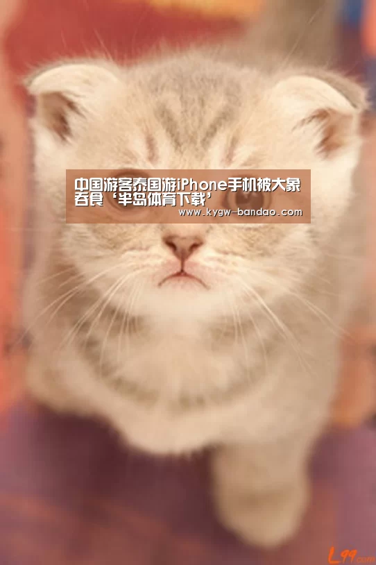 中国游客泰国游iPhone手机被大象吞食‘半岛体育下载’(图2) 半岛体育体育网